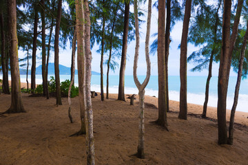 Tall pine trees standing against morning sun light at a beach in Phuket, Thailand