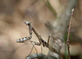 Praying Mantis In Natural Habitat