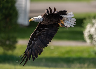 Obraz premium Bald Eagle