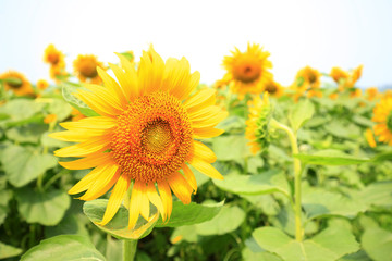 Fototapeta premium Sunflower
