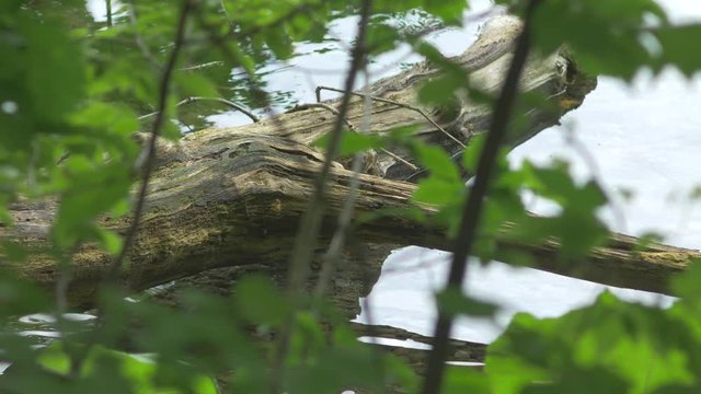 湖畔に沈む倒木