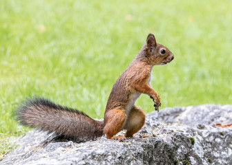Naklejka na ściany i meble red squirrel standing on big stone on blurred green lawn background