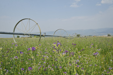 The rolling watering and alfalfa fields under the blue sky and summer sun in the smoky haze. 