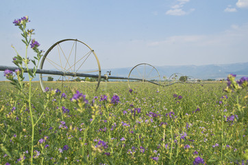 The wide open green and purple alfalfa fields under the round rolling sprinklers under the dusty sky. 