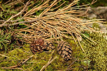 pine cones with branch