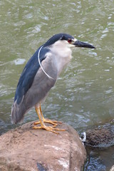 Big black-crowned night heron bird, or ‘Auku‘u, in Maui Tropical Plantation, Hawaii