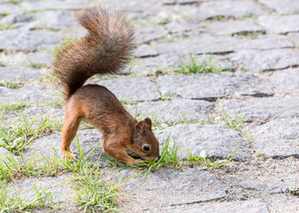 curious hungry park squirrel searching for food on stone sidewalk