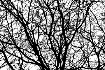 Branches of dry trees isolated on white background