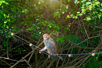 monkeys running around in the jungle, eating. small and big plays and bask in the Sun.