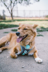 Golden Sheltie Doxie Mix dog at the park