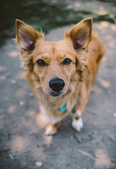 Golden Sheltie Doxie Mix dog at the park
