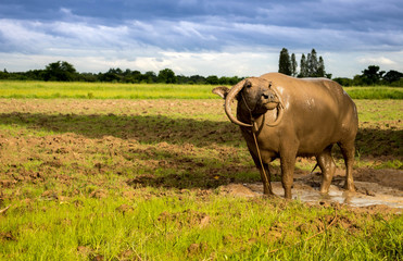 Thai water buffalo sending eye contact or looking to the camera on the beautiful green field,vintage style.