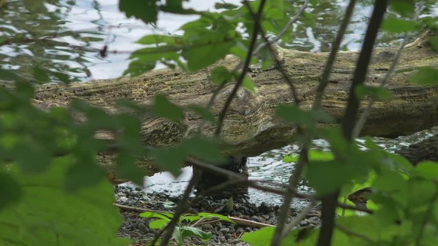 湖畔に沈む倒木