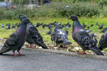 typical urban doves closeup against the background of its blurred brethren grazing on the lawn