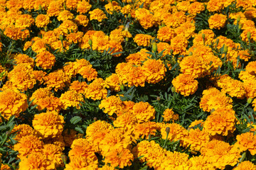 orange tagetes flowers on a bright sunny day