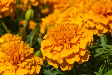 orange tagetes flowers on a bright sunny day close-up