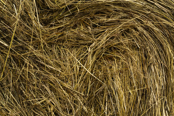 background - usual agricultural hay in a roll