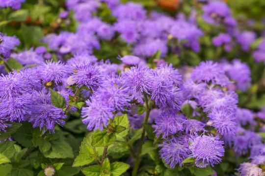 furry purple flowers of Ageratum houstonianum (flossflower, bluemink) closeup