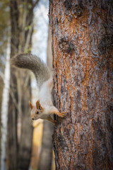 Furry curious squirrel on tree in autumn forest