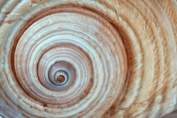seashell spiral background texture close up