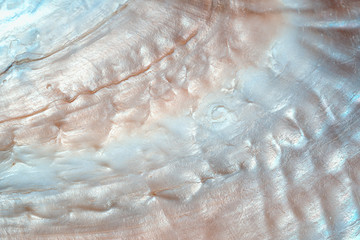 luxury nacre seashell background texture close up - 217639476
