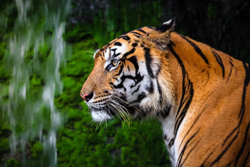 close up portrait of beautiful bengal tiger with lush green habitat background