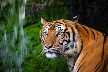 close up portrait of beautiful bengal tiger with lush green habitat background