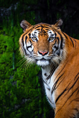 Fototapeta na wymiar close up portrait of beautiful bengal tiger with lush green habitat background