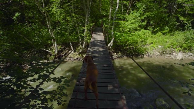 Dog walking on small suspension bridge