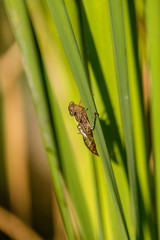 brown dragonfly husk on the long green grass under the sun