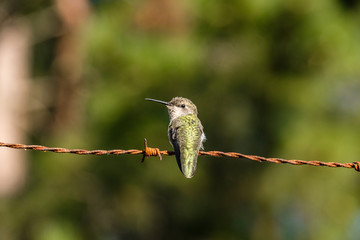 tiny female Ana's hummingbird resting on the metal wire under the sun