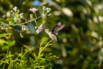 tiny hummingbird flying under the flowers picking up nectar under the sun