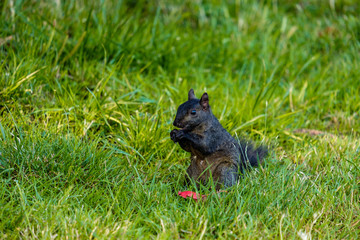 small black squirrel eating on the green grass field under the shade