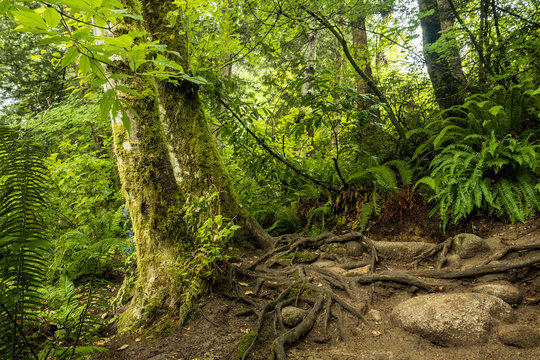 trail on the side of two trees covered in mosses with exposed roots in the forest © Yi