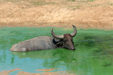 Water buffalo are bathing in a lake