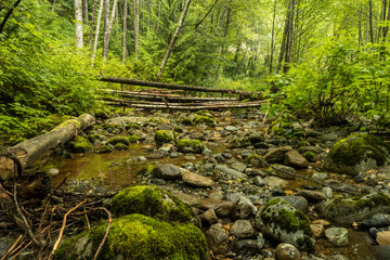 couple fallen trees laying on top of dried creek in the forest with rocks cover in green mosses