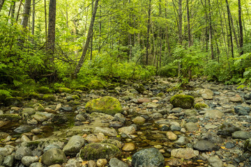 rocky creek with clear water and big rocks inside lush forest