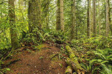 big trees covered in green mosses in lush forest 