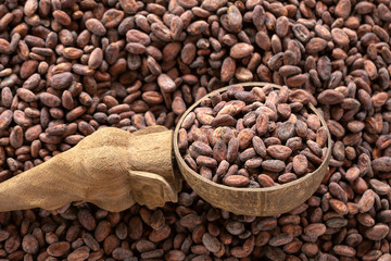 Selection of completed cocoa seeds must be dried before into sacks