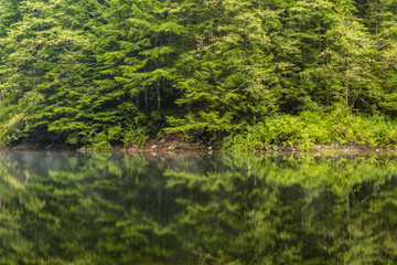 reflection of forest on the surface of calm lake