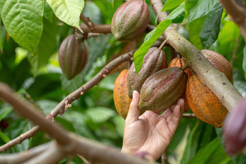 Cacao fruit, Fresh cocoa pod in hands, Cocoa pod on tree