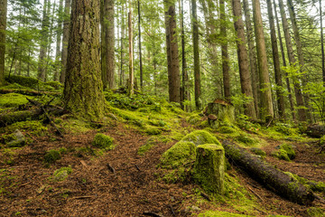 uphill ground covered with tree trunks and green mosses inside forest