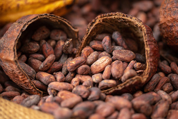cocoa beans and cocoa pod pouring out into a burlap sack