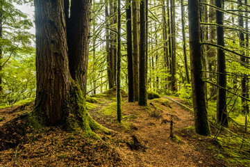 hidden path deep in the forest with damp ground