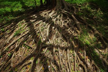 木の根っこ