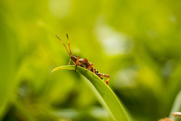tiny bug on the tip of a green grass with green background