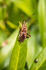 top view of a tiny bug on the tip of a green leaf with green background