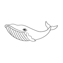 Outlined Whale, vector illustration isolated on white background