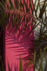 Palm tree against the pink background