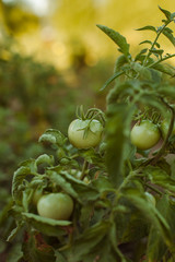 Growing tomatoes in garden